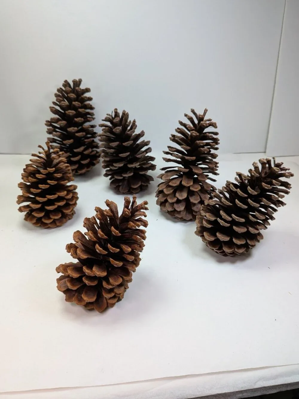 Natural Pine Cones Lot of 6 Vintage 7.5 to 5